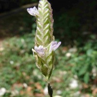 Rungia repens (L.) Nees